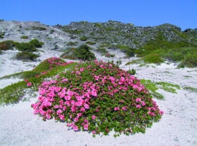 天上山のオオシマツツジ