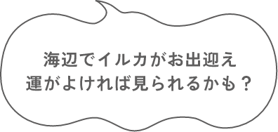 海辺でイルカがお出迎え 運がよければ見られるかも？